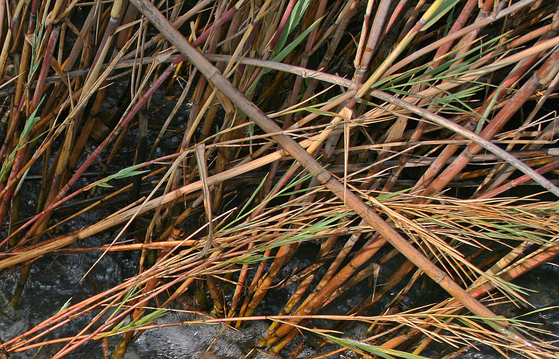 reeds stalks brown free photo