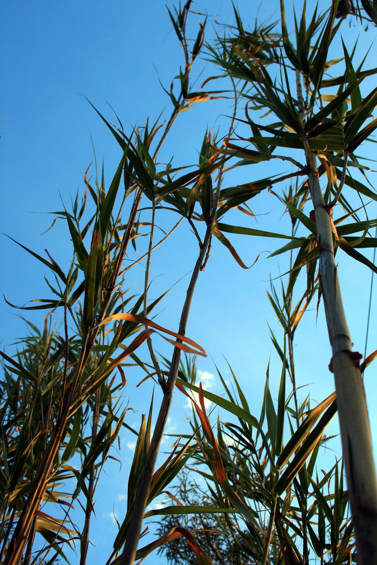 reeds tall lanky free photo