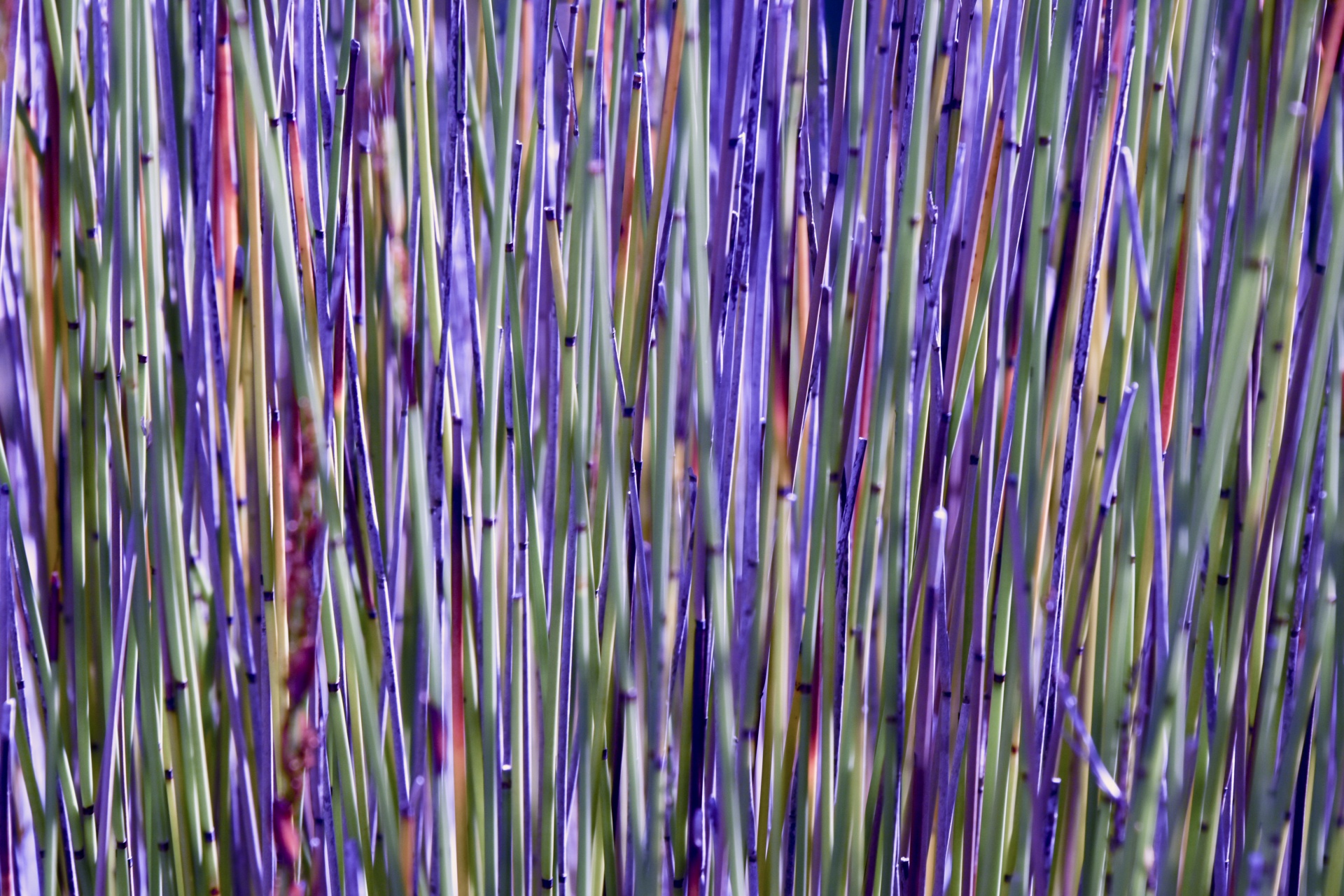 reeds green lilac free photo