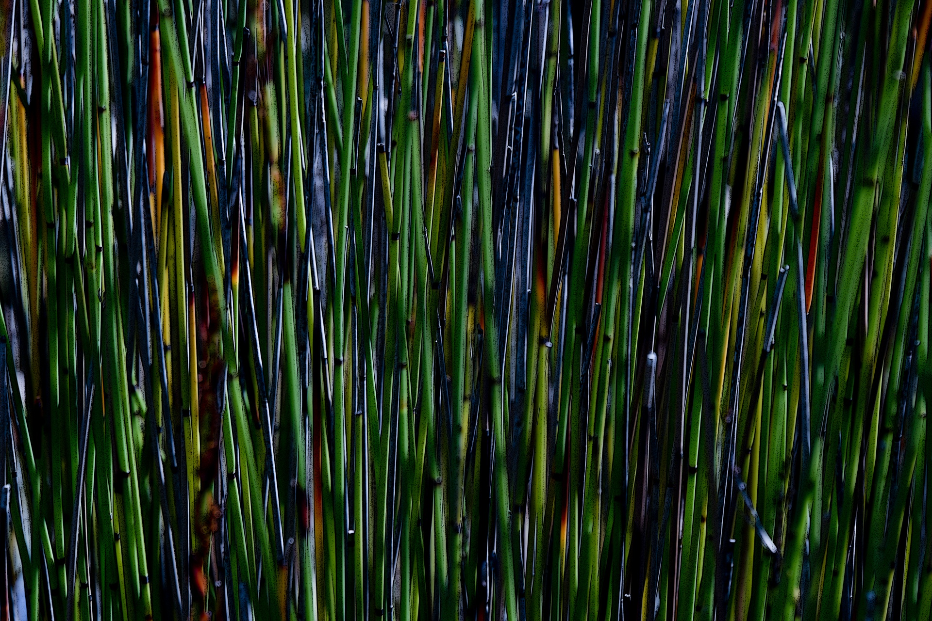 reeds green background free photo