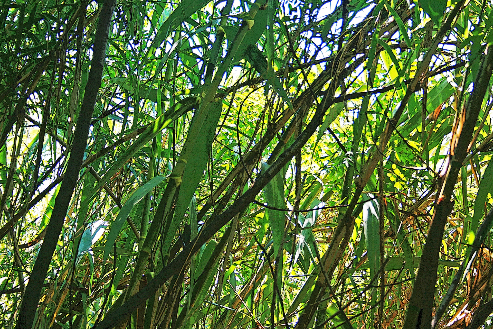 reeds dense tall free photo
