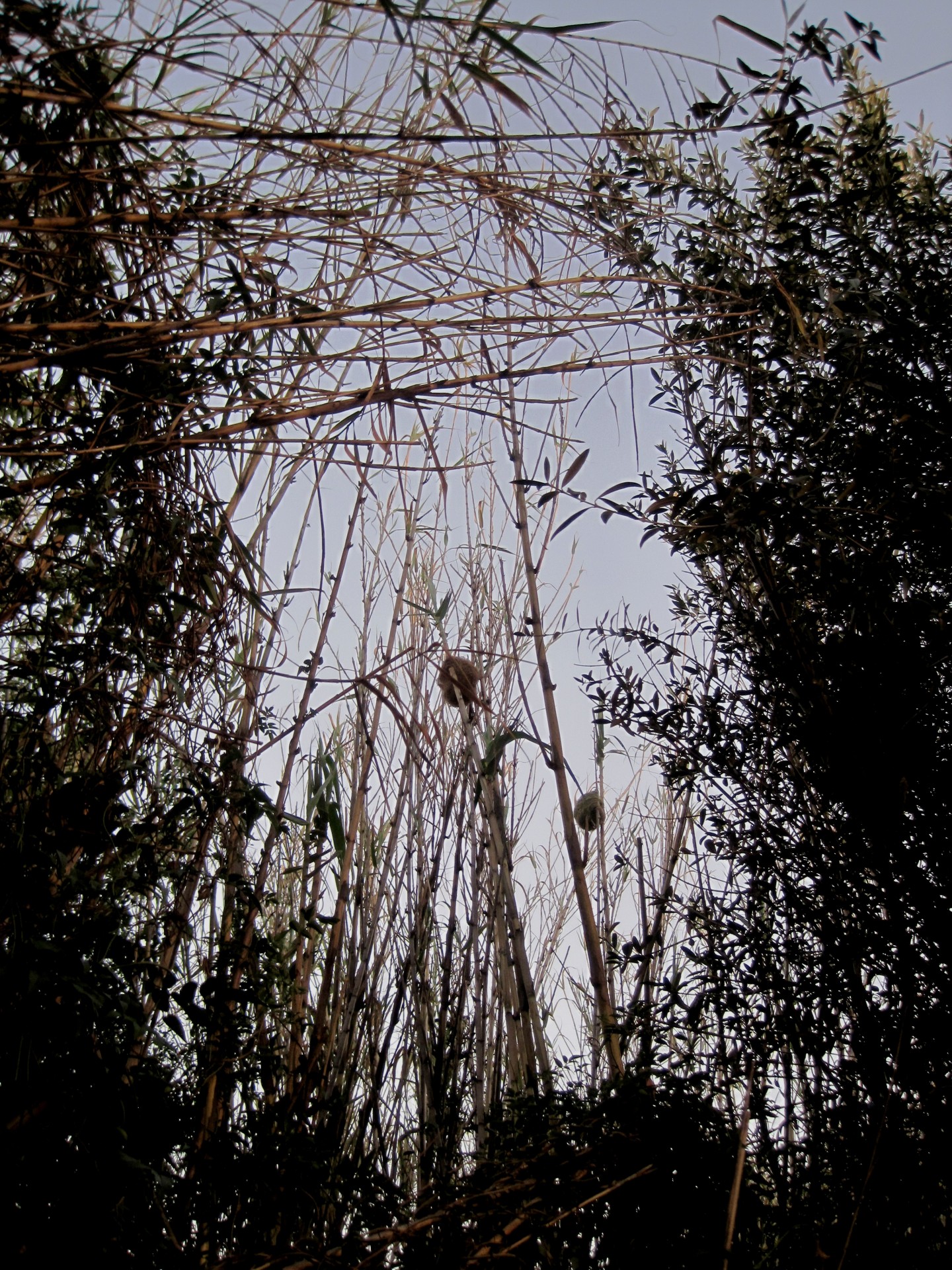 reeds tall wavy free photo