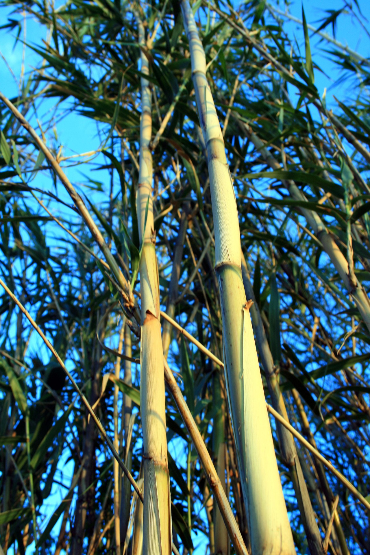 reeds tall thin free photo