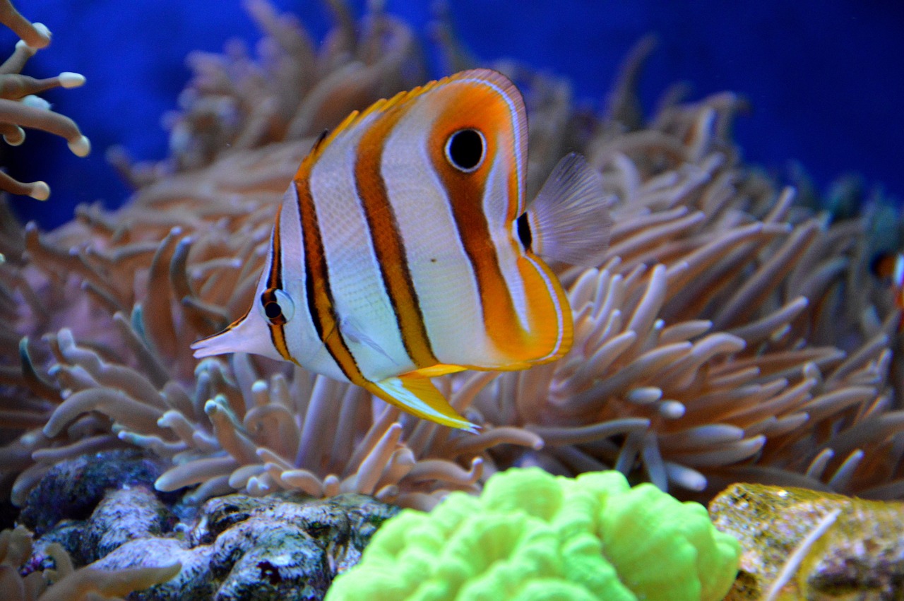 reef fish aquarium free photo