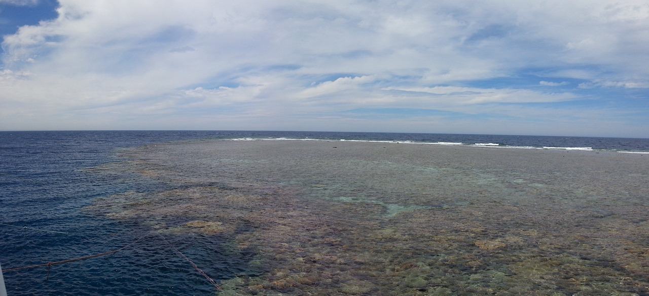 reef coral sea free photo