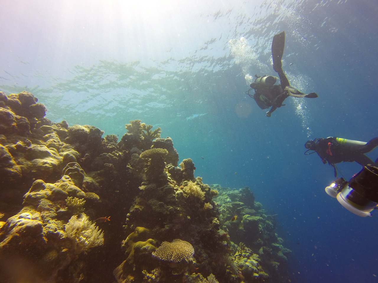 reef diving palau free photo