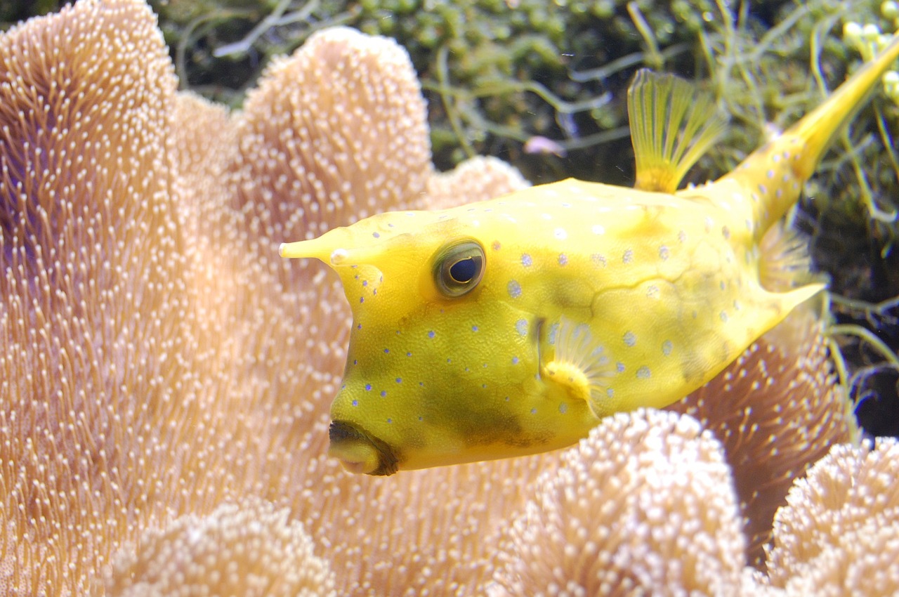 reef fish longhorn cowfish free photo