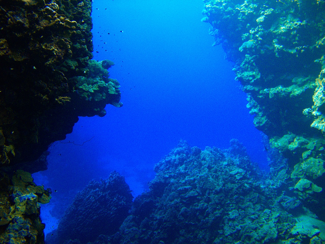 reef rotesmeer underwater free photo