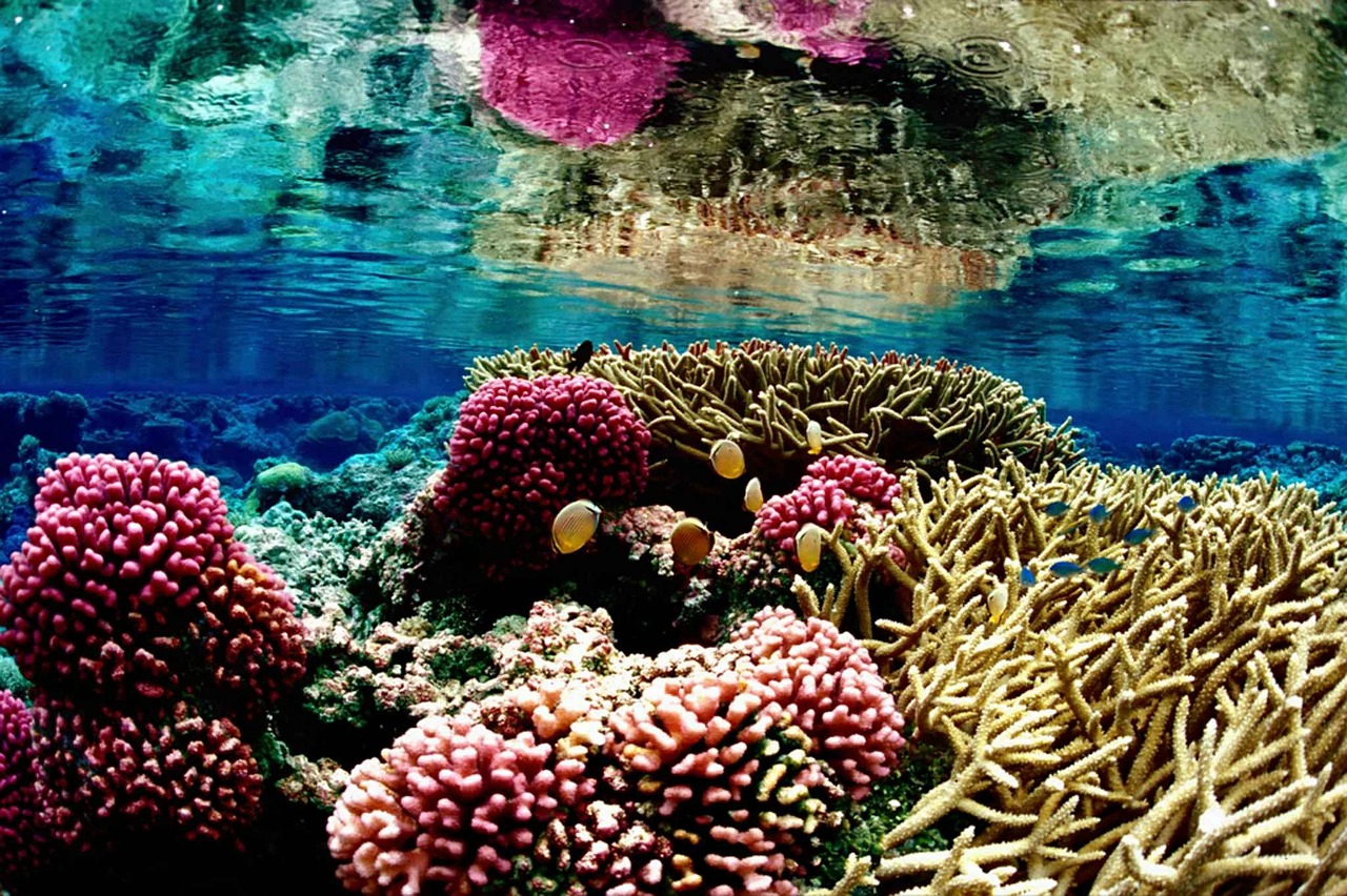 reef coral landscape free photo