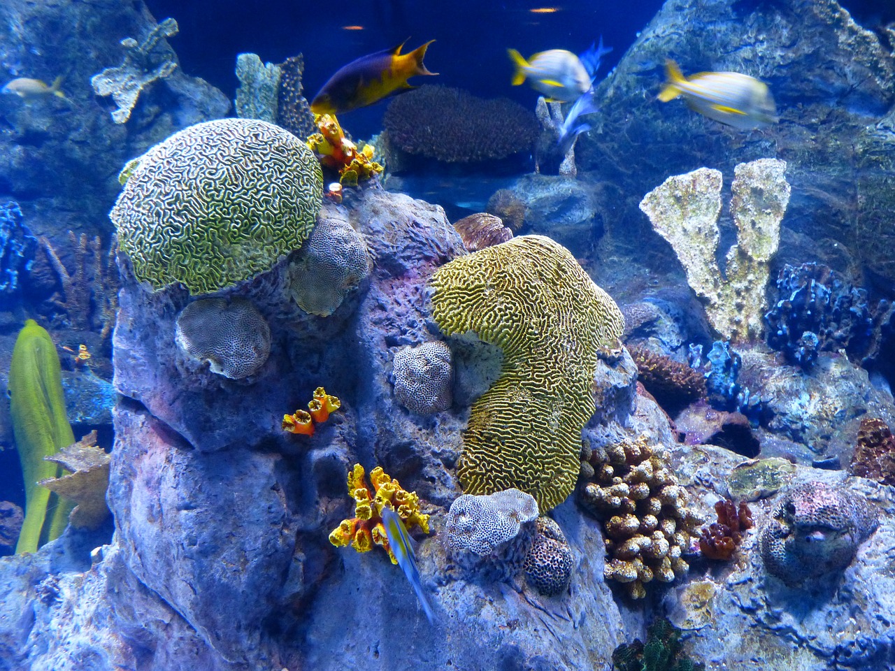 reef coral reef sponges free photo