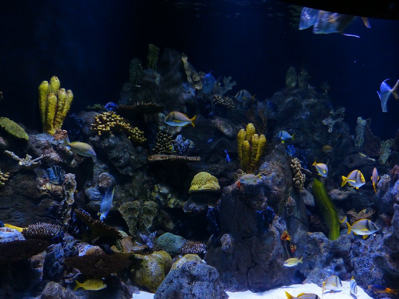 reef coral reef sponges free photo