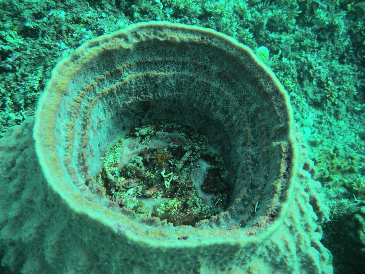 reef sponge sea free photo