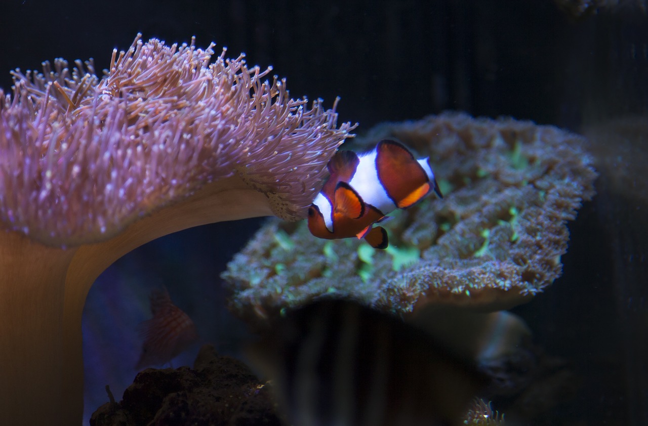 reef tank aquarium free photo