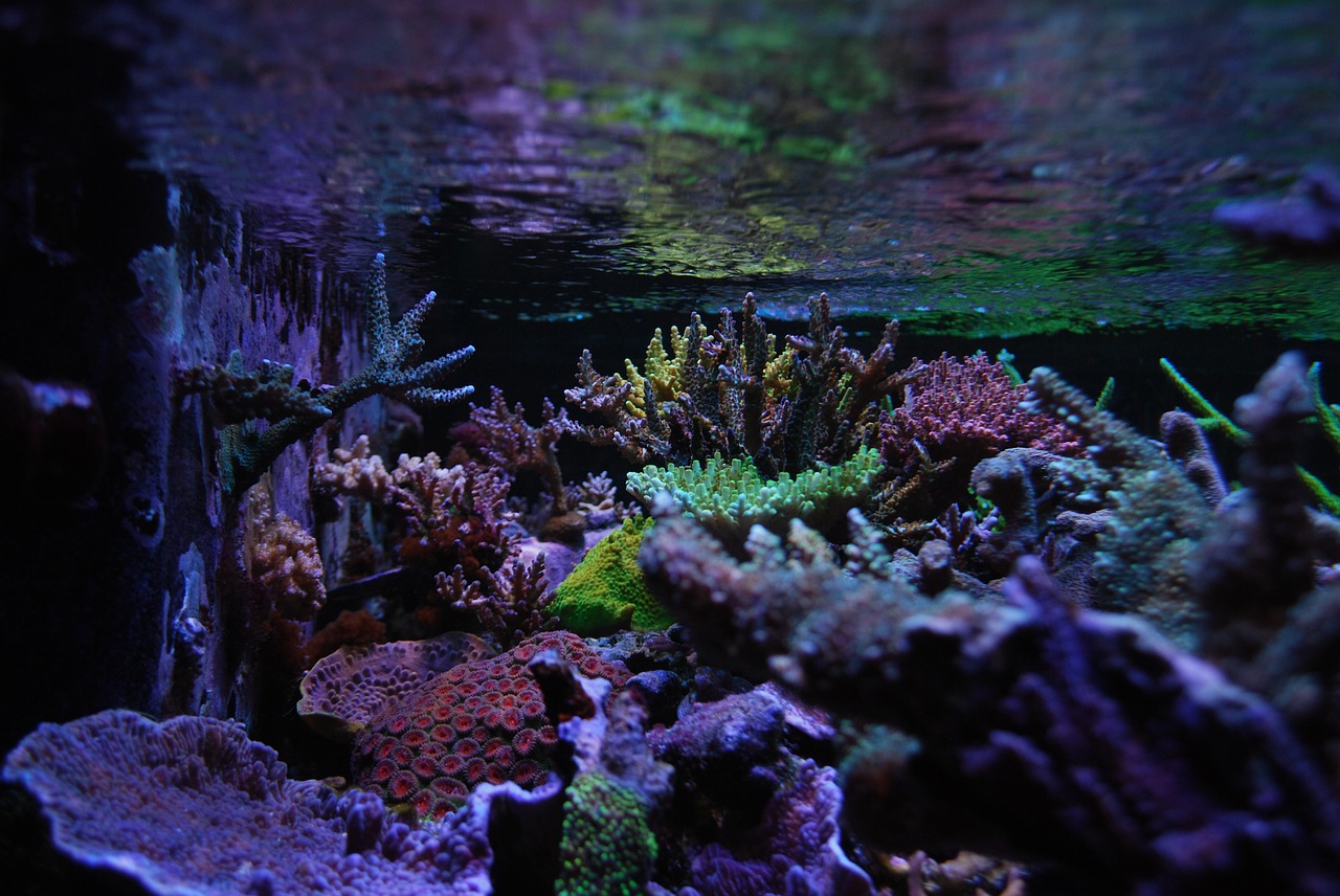 reef tank  sps  corals free photo