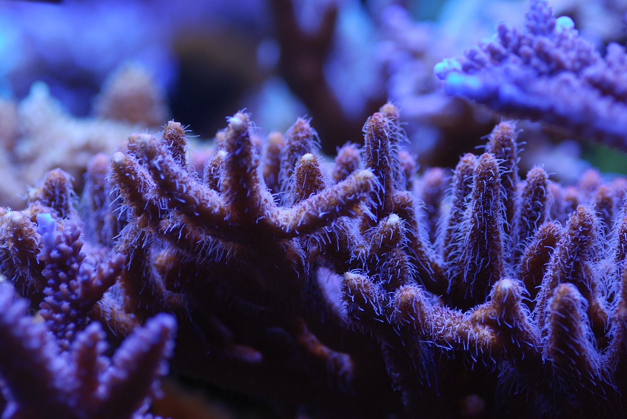 reef tank  sps  corals free photo