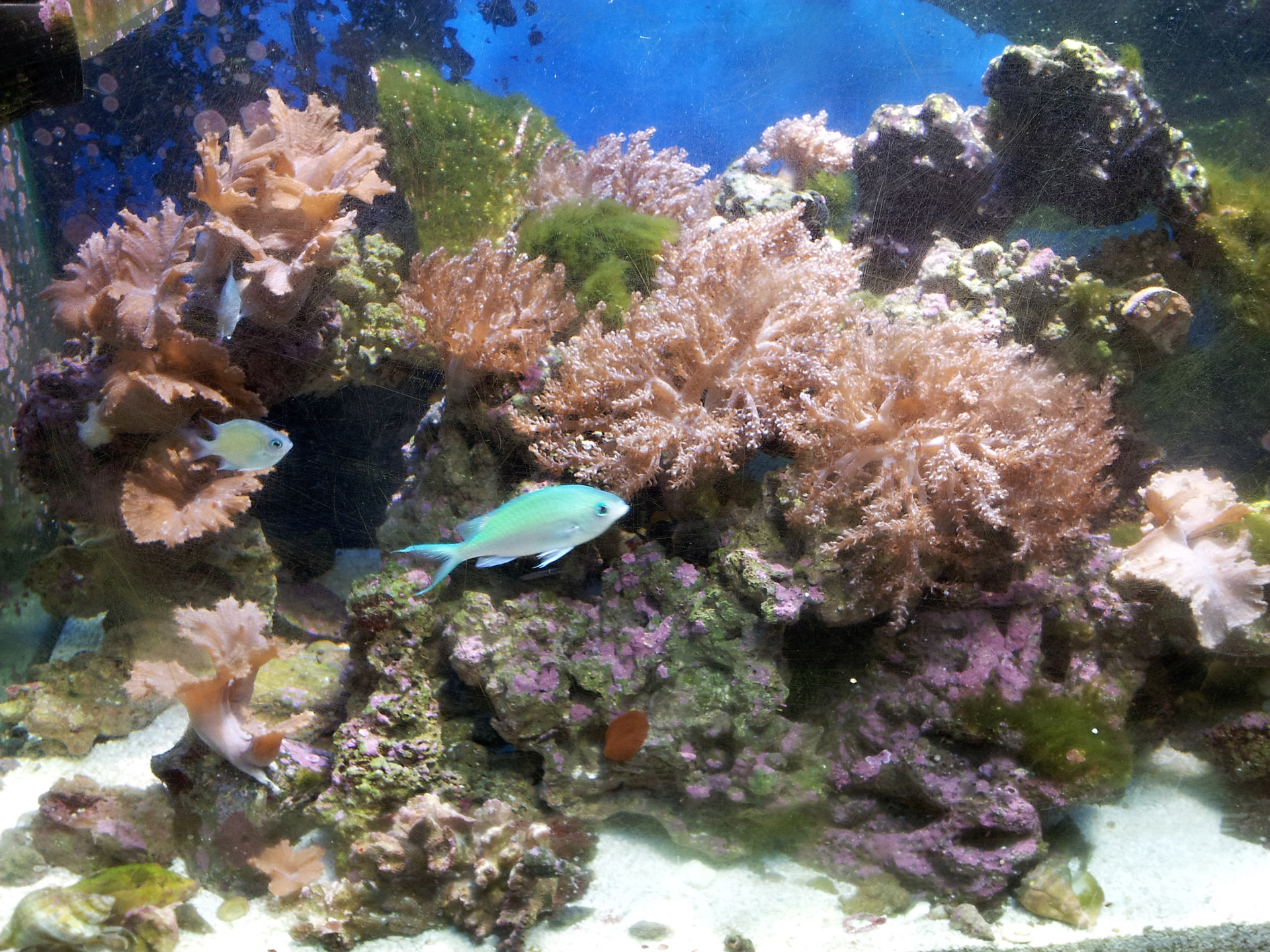 fish salt water fish reef tank free photo