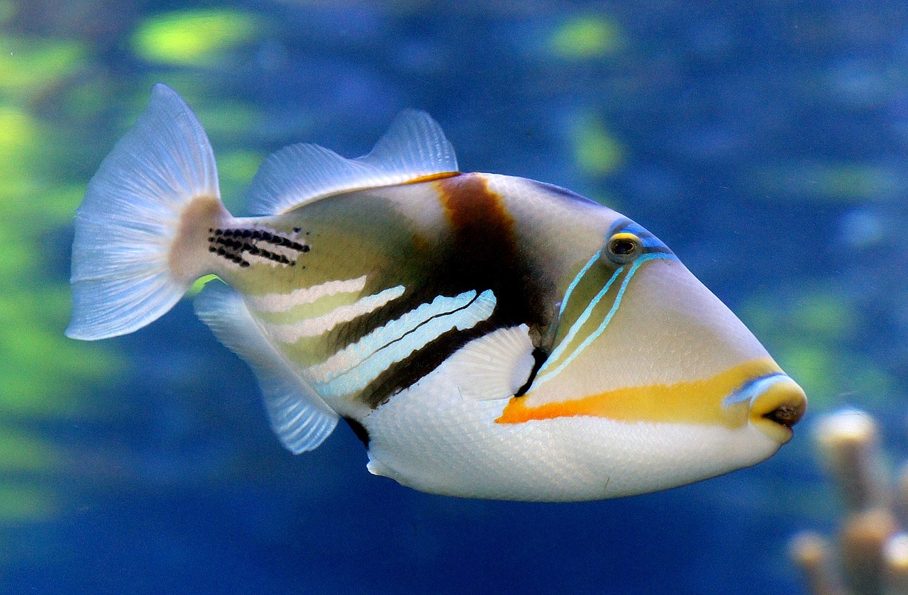 reef triggerfish swimming underwater free photo