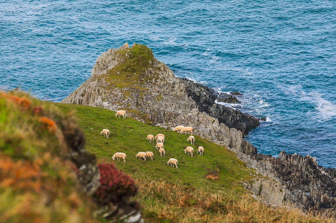 reefs sheep coast free photo