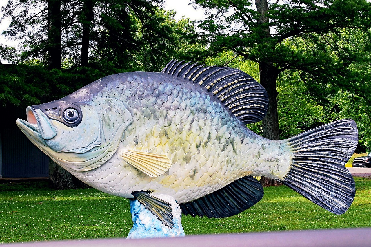 reelfoot lake fish free photo