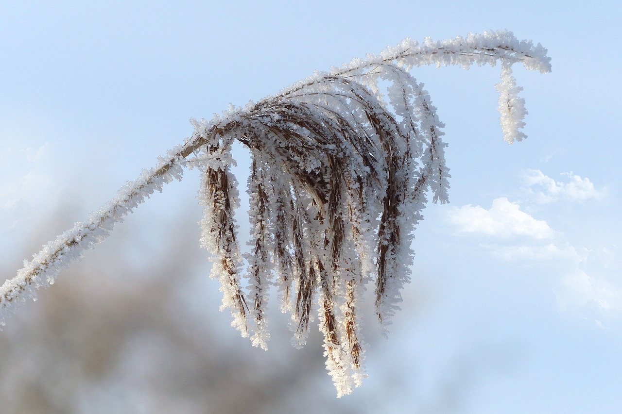 reeth reed phragmites communis free photo