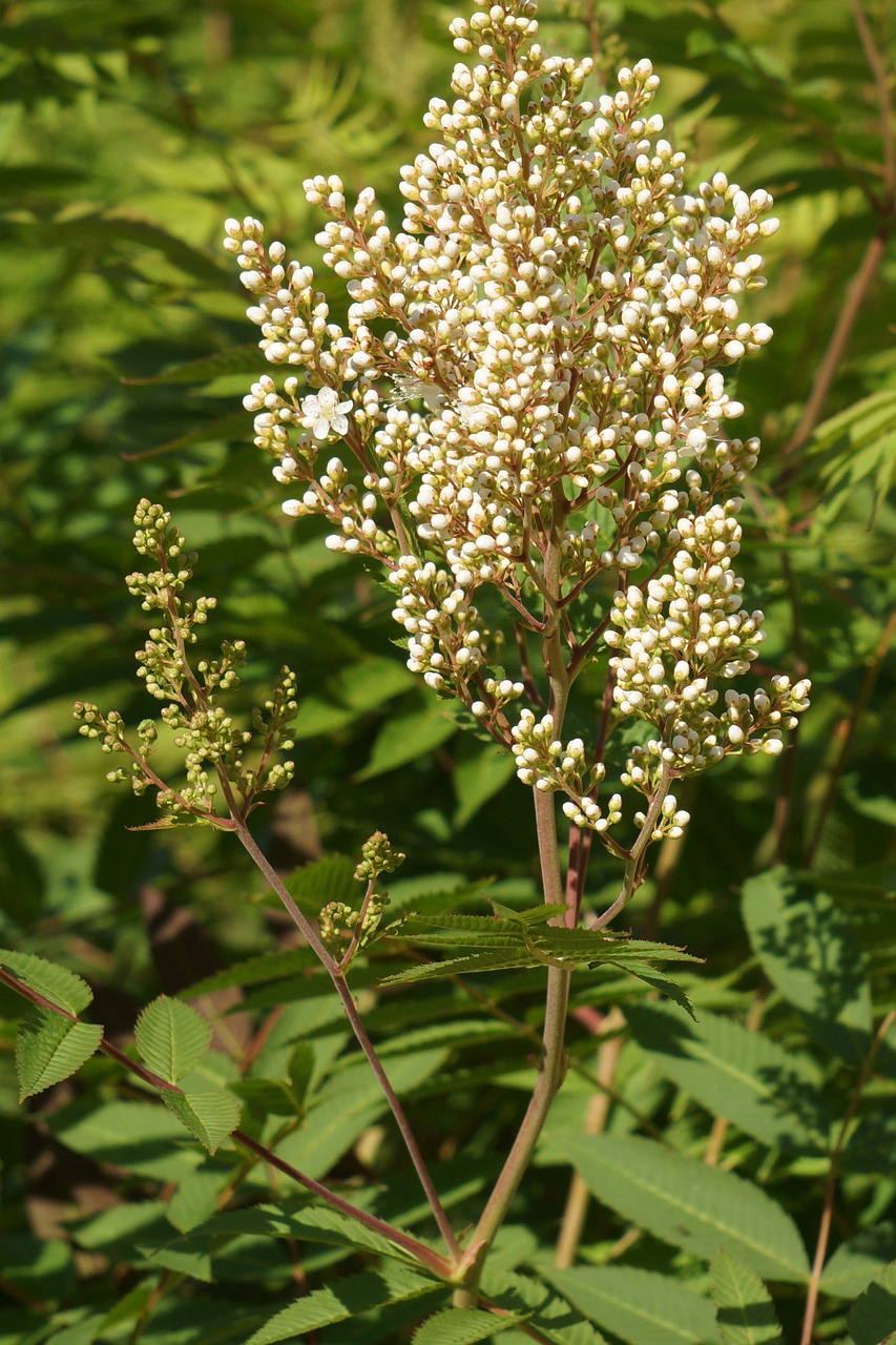 refers rowan-angervo sorbaria sorbifolia inflorescence bud free photo