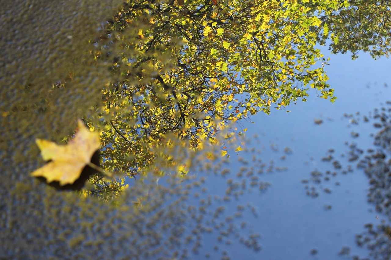 reflection foliage leaf free photo