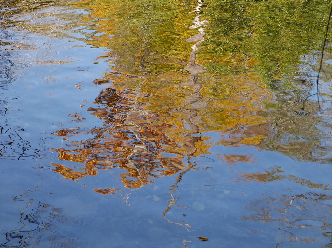 reflection tree fall free photo