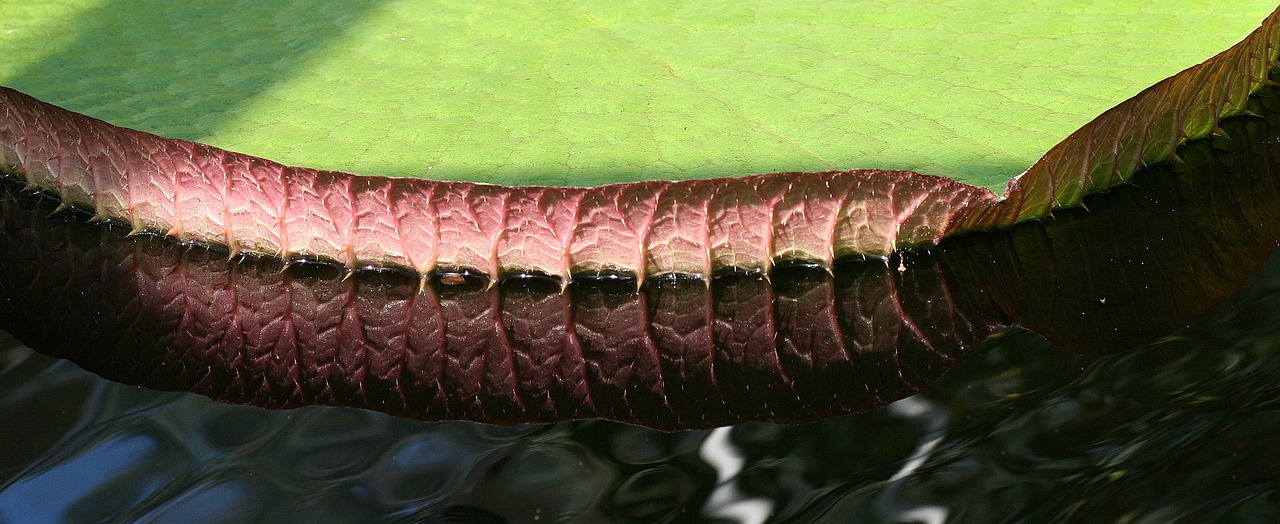 reflection mirroring lily pad free photo