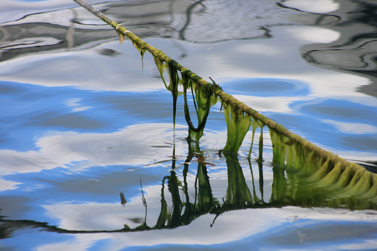 reflection rope moss free photo