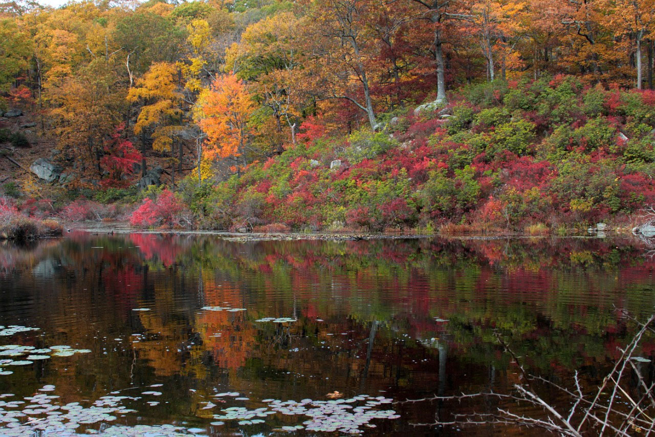 park lake tree free photo