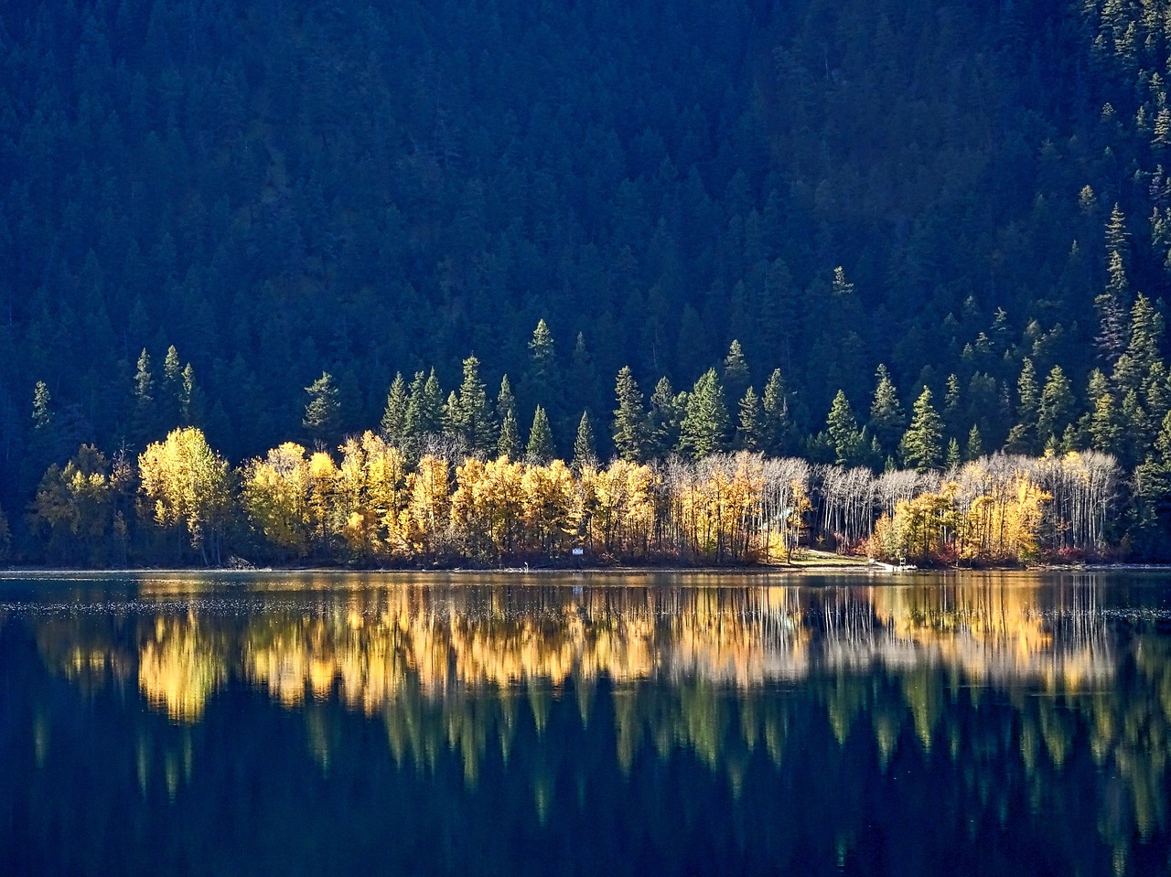 reflection trees forest free photo