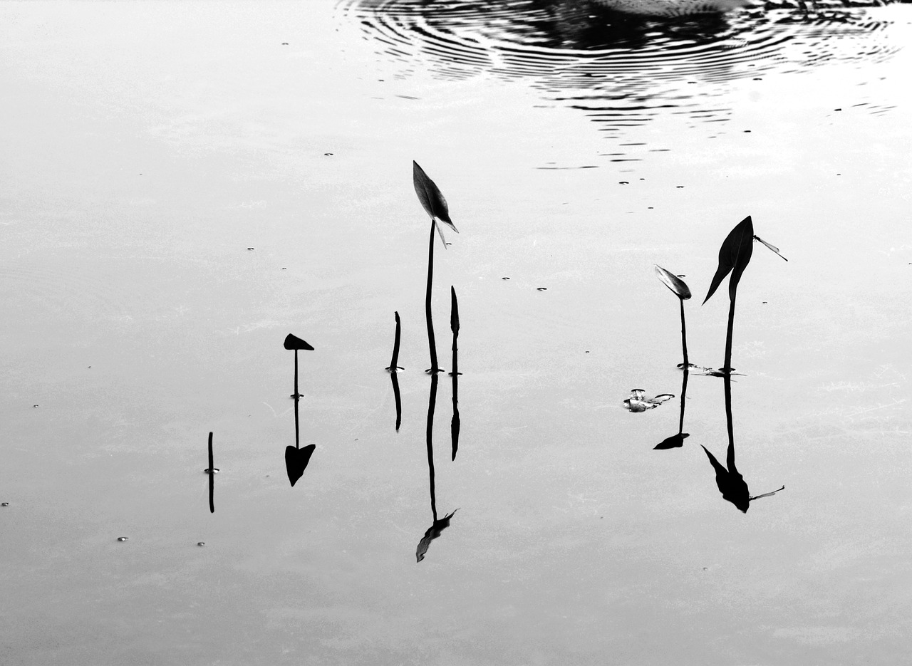 reflection black and white river free photo