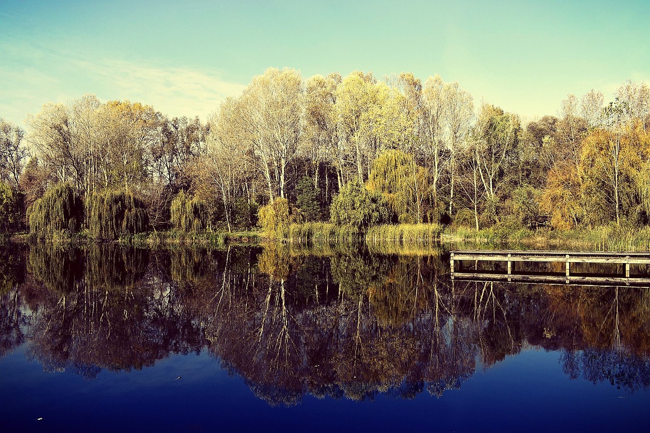 reflection nature t free photo