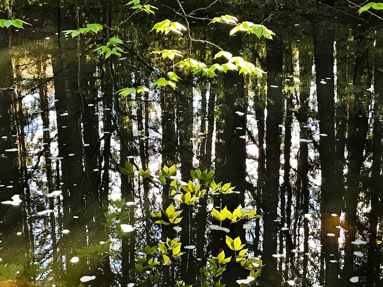 reflection leaves water free photo