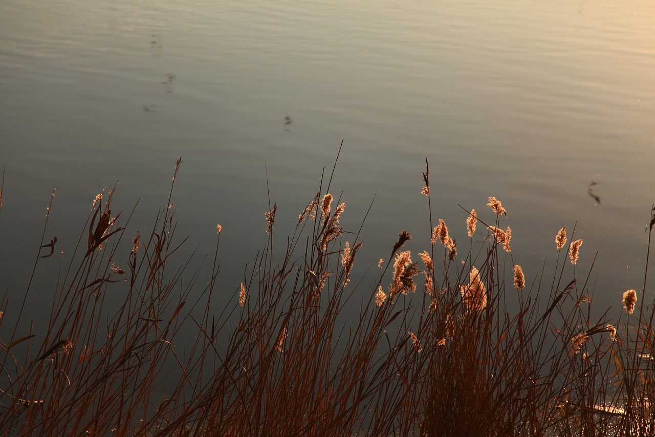 reflection river pond free photo