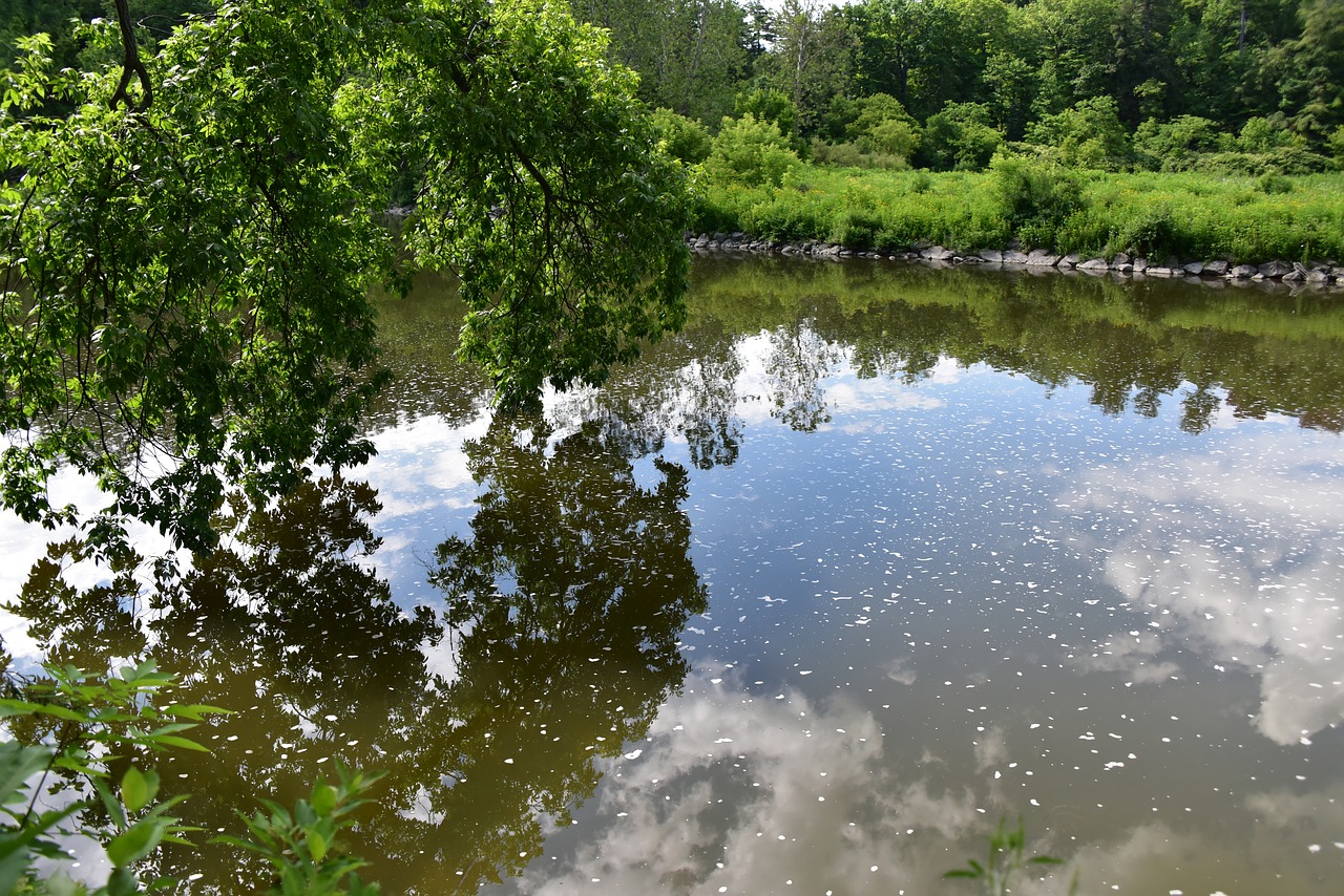 reflection green the water free photo