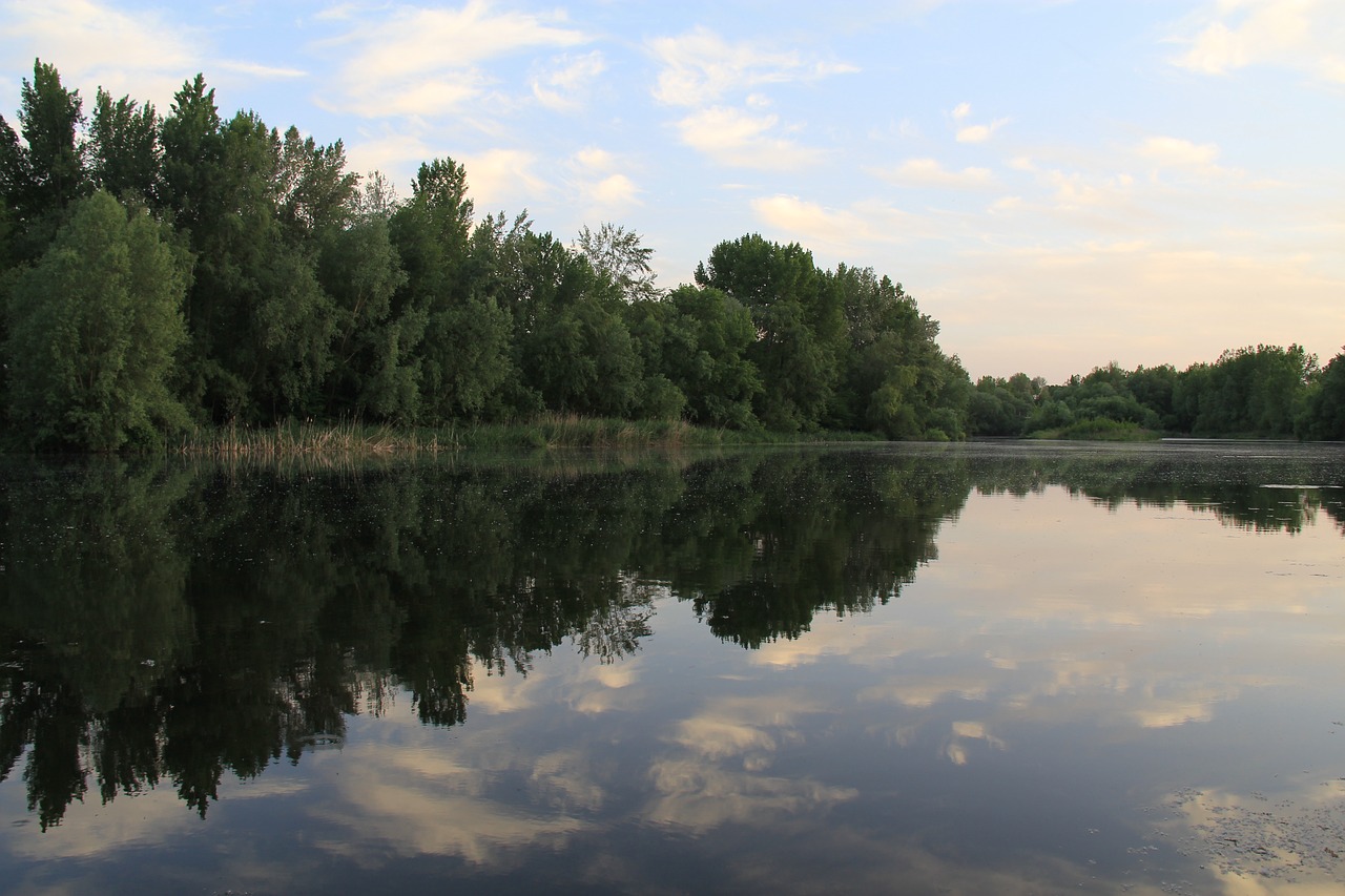 reflection trees forest free photo