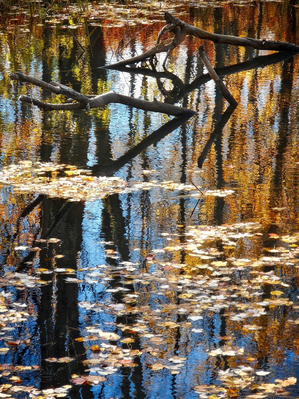 reflection water ripples free photo