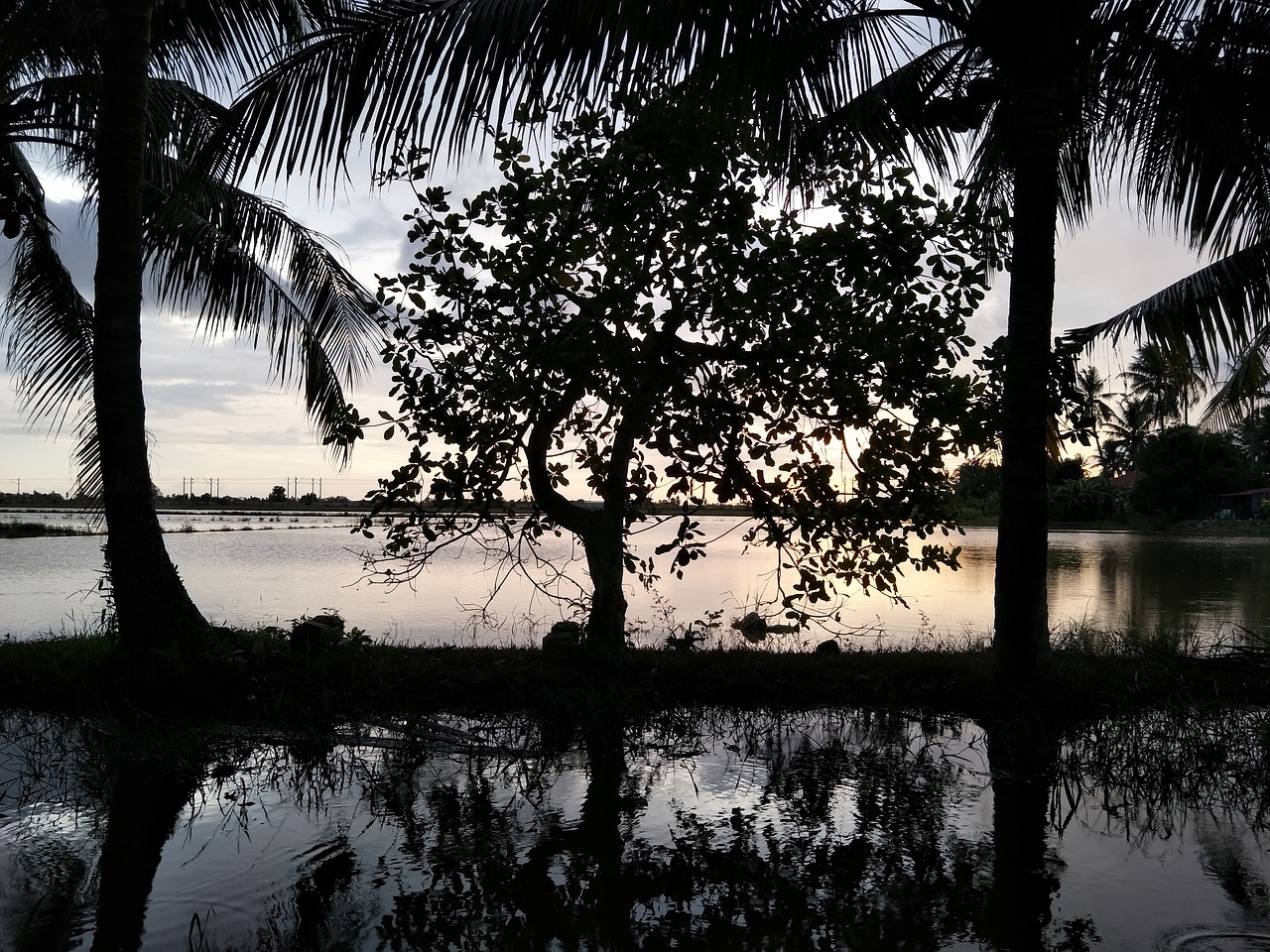 reflection water tropical free photo