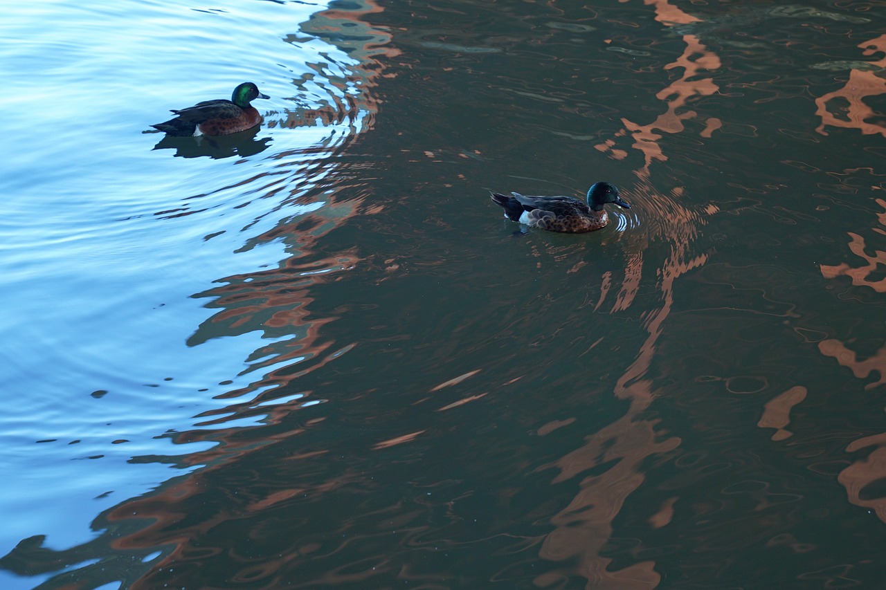 reflection ducks melbourne city free photo