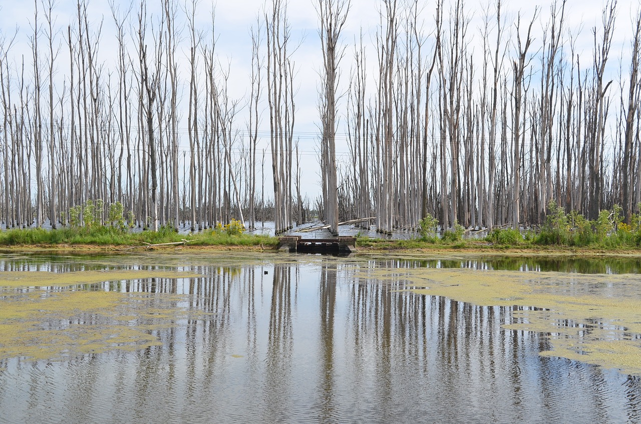 reflection trees water free photo