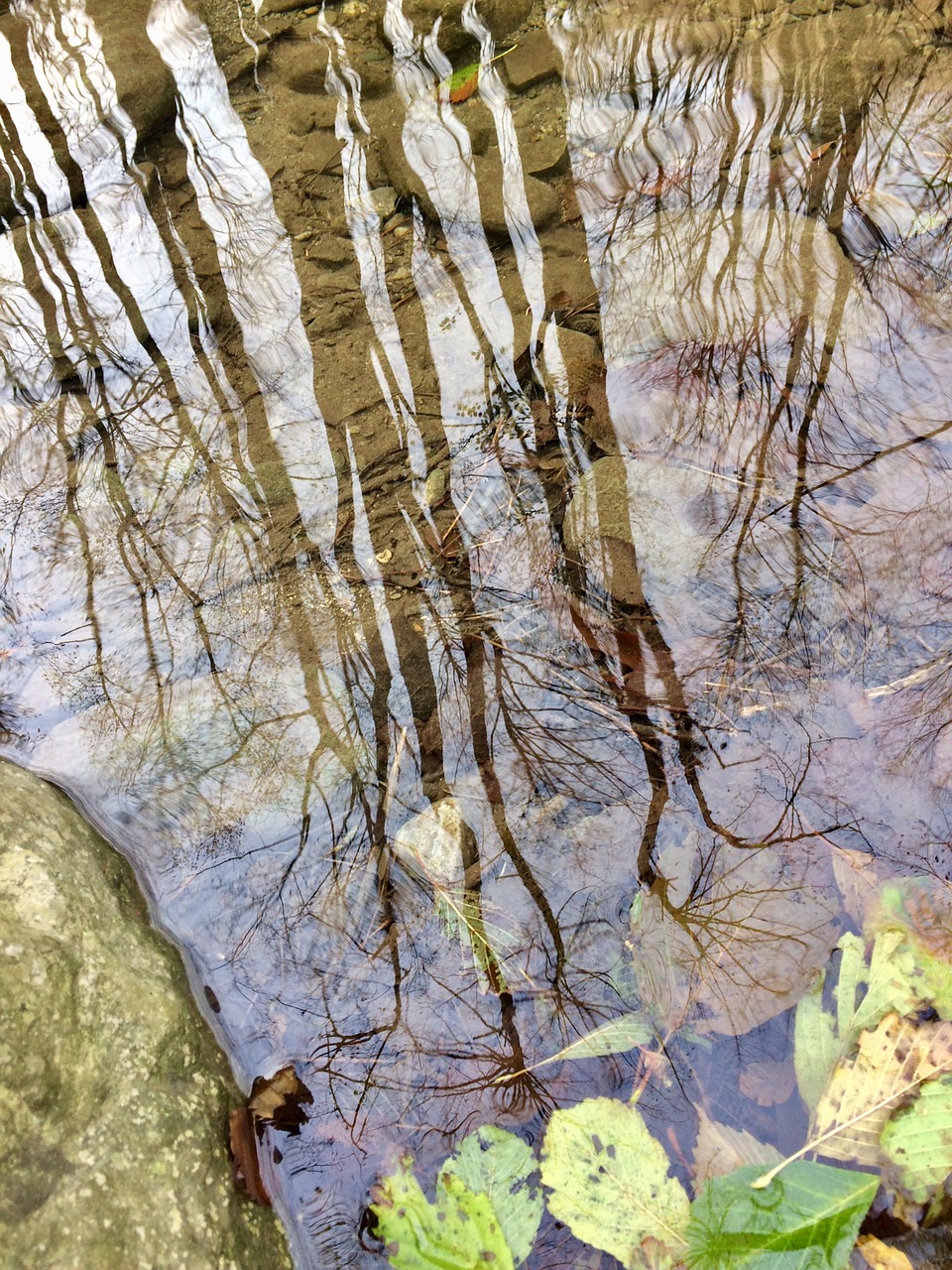 reflection autumn puddle free photo