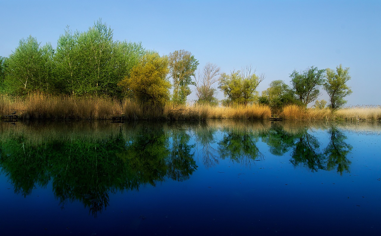 reflection spring dead marcal free photo