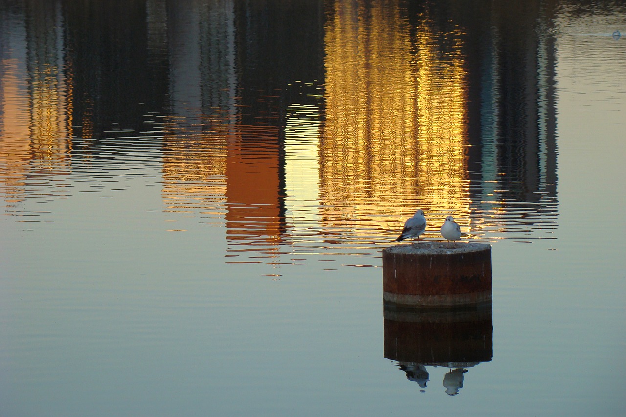 reflection  water  river free photo