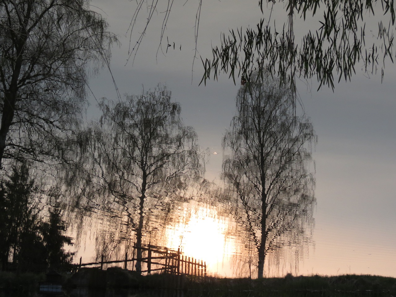 reflection trees sunset free photo