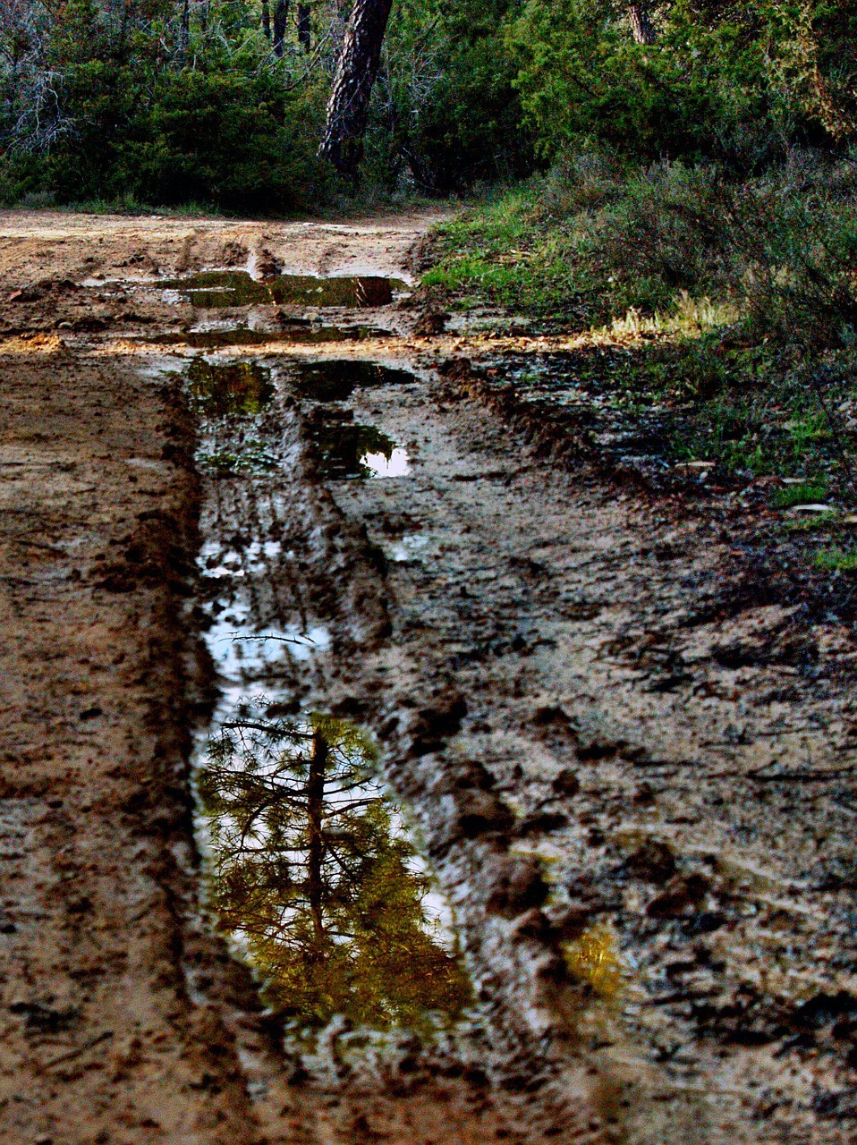 reflection path mud free photo