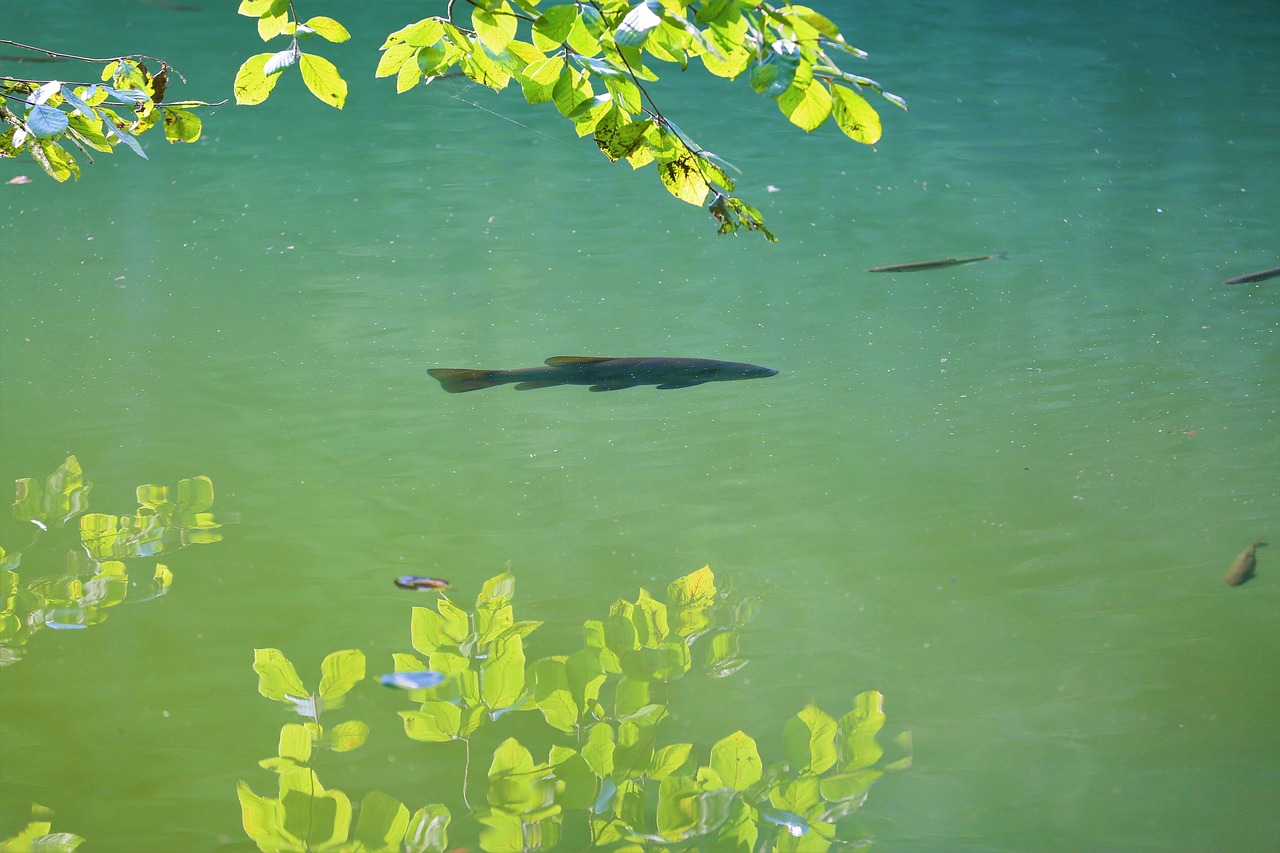 reflection  fish  lake free photo