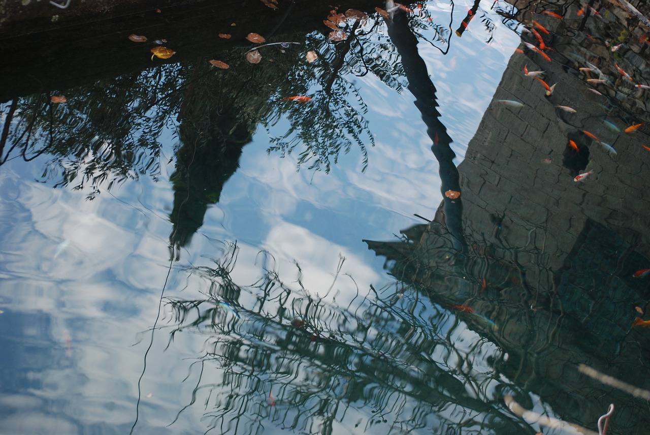 reflection  water  lake free photo