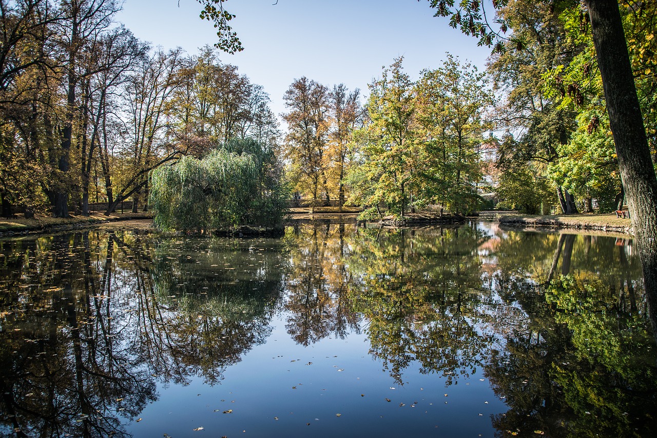 reflection  park  březnice free photo