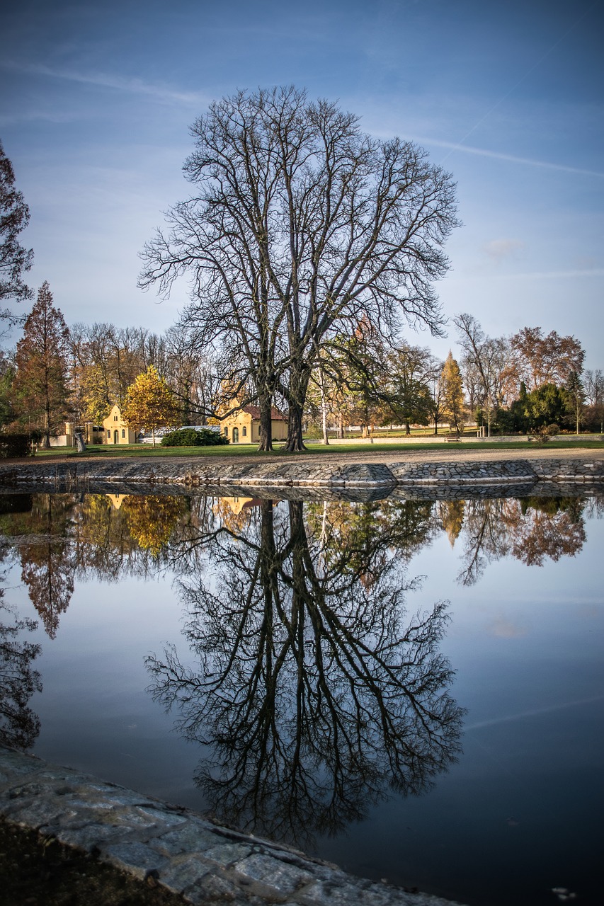 reflection  tree  old free photo